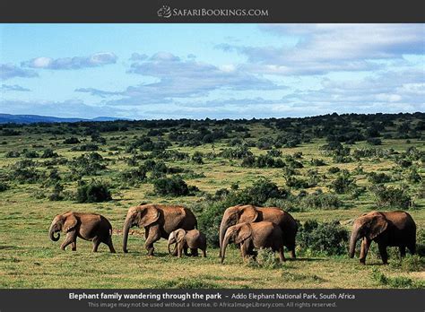 Addo Elephant National Park - Rachaelj Macfarlane