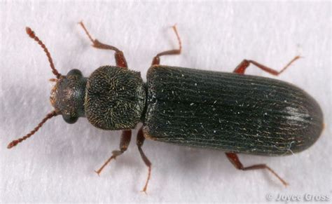 Lyctus Beetle Alchetron The Free Social Encyclopedia