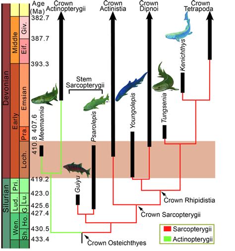 Phylogeny And Geological Time Image Eurekalert Science News Releases