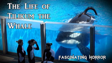 The Life Of Tilikum The Whale A Short Documentary Fascinating