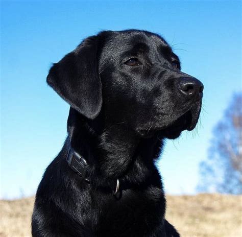 Labrador Retriever training techniques | Black labrador retriever ...