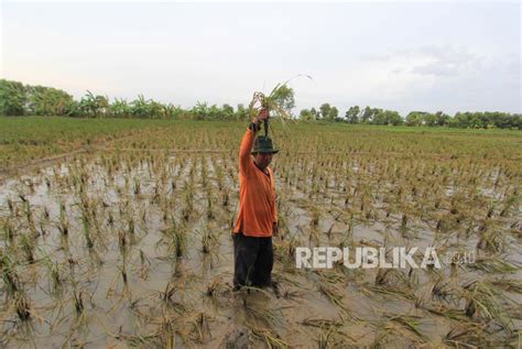 Sawah Puso Akibat Banjir Di Indramayu Meluas 5 112 Hektare Republika