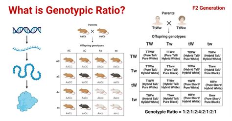 Genetics Notes Microbe Notes