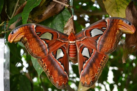 World's Largest Moth: Attacus Atlas Moth