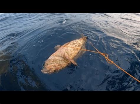 Giant Grouper Lumutang Sa Kitang D Lubid Catch Sell YouTube