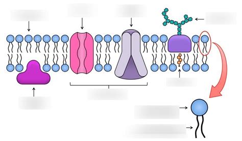 fluid-mosaic model Diagram | Quizlet