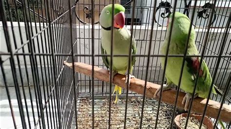 Breeding Pair Of Alexandrine Parrots Alexander Parrots Breeding Alexandrine Parrot Breeder