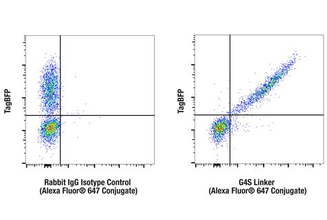 G4S Linker E7O2V Rabbit MAb Alexa Fluor 647 Conjugate Cell