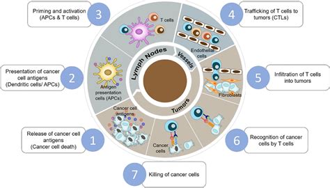 The Immuno Oncology Cycle This Cycle Is Comprised Of Seven Parts