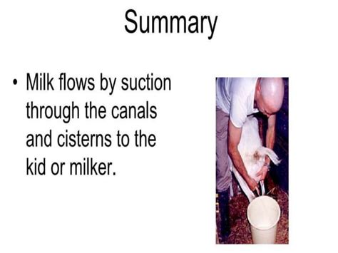 Anatomy Of Udder In Goat