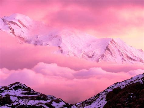 pink mountain flowers wallpaper
