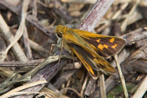 Fiery Skipper Hylephila Phyleus