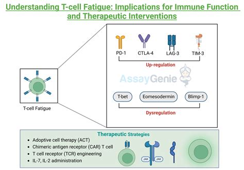 Understanding The Gut Brain Axis Assay Genie