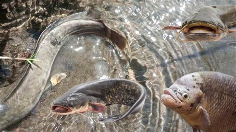 Menangkap Ikan Lele Ikan Glowfish Ikan Hias Ikan Koi Ikan Mas Kura