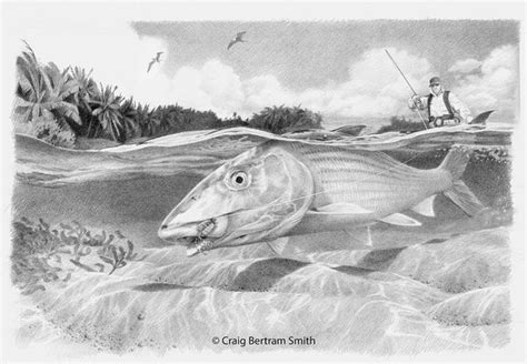 Bonefish Drawing Craig Bertram Smith