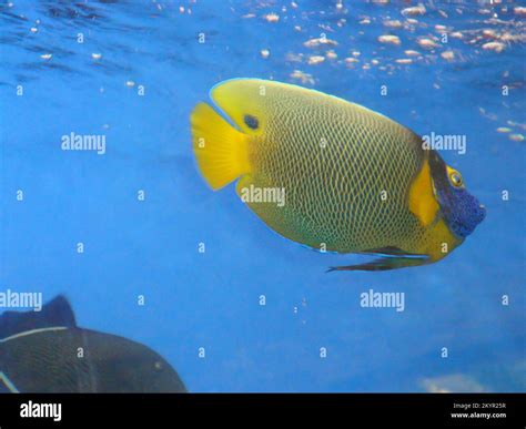 A day in the Dehiwala Zoo, Colombo, Sri Lanka Stock Photo - Alamy