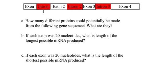 Solved Exon 1 Intron Exon 2 Intron 2 Exon 3 Intron 3 | Chegg.com