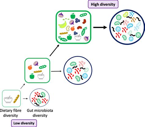 Interactions Between Dietary Fibre And The Gut Microbiota Proceedings