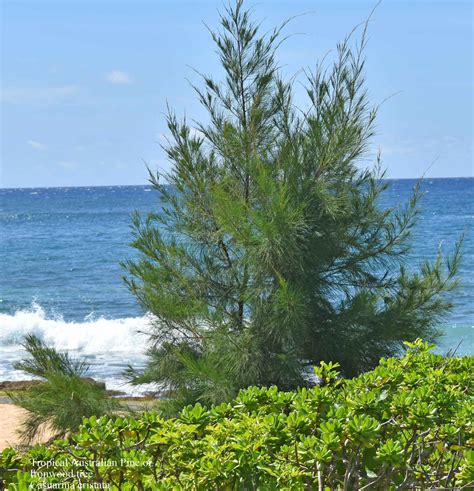 Casuarina equisetifolia, or Australian pine tree, is a she-oak species of the genus Casuarina ...