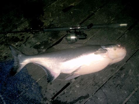 Giant Catfish - Photo Gallery - Fishing Khao Lak