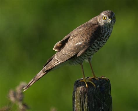 Vroege Vogels Foto Vogels Sperwer