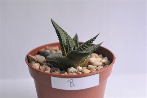 Haworthia Limifolia Sukulent Haworsja 11669751128 Oficjalne