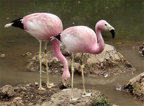 Andean Flamingo: The Animal Files