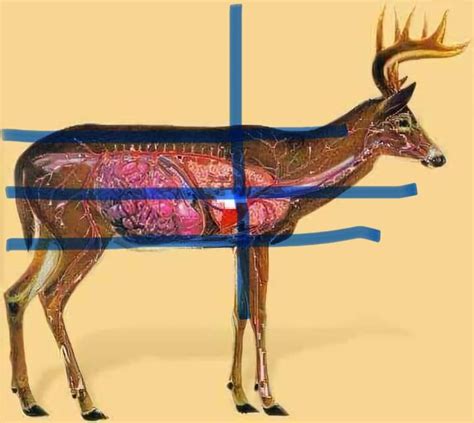 Detailed deer anatomy pic - Deer Hunting - NJ Woods & Water