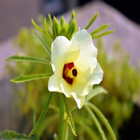 Okrabhendibhindi Traditional Seeds Gardenhunt