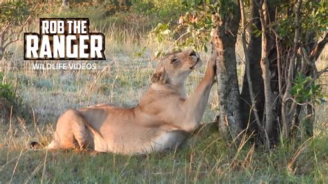 Lions On The Move Lalashe Maasai Mara Safari Youtube