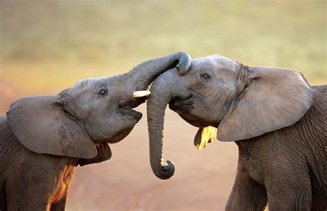 The Most Endangered Elephants in the World | Reader's Digest