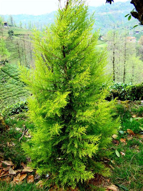 Lemon Cypress Tree Care Guide The Garden Style 【2023 】 52 Off