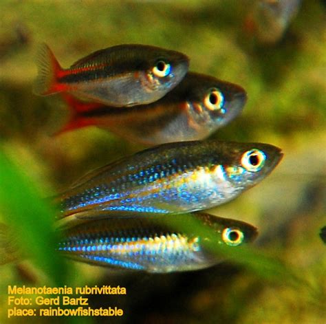 Melanotaenia Rubrivittata M Spec Wapoga River Rainbowfishstable