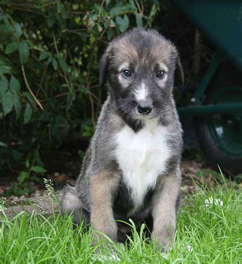 Irish Wolfhound Info, Temperament, Puppies, Pictures, Lifespan