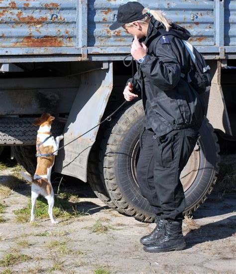 Nowe policyjne psy w gdyńskiej komendzie Aktualności Policja pl