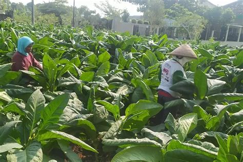 6 Ton Bantuan Pupuk DBHCHT Disalurkan Untuk Petani Tembakau Suara