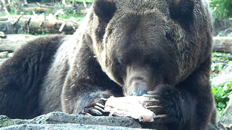 Grizzly Bear Eating Meat Close Up Youtube