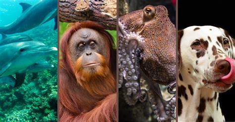 Qual Animal Mais Inteligente - Os 15 animais mais inteligentes do mundo: habilidades e curiosidades ...
