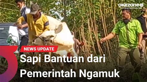 Sapi Bantuan Pemerintah Ngamuk Saat Diturunkan Dari Truk Youtube