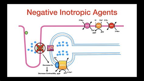 Negative Inotropic Agents Youtube