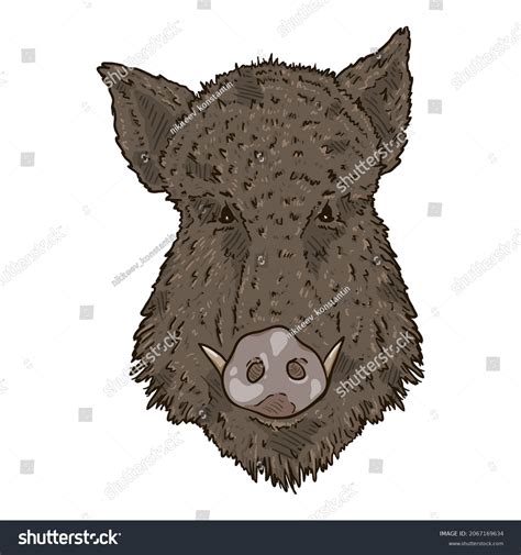 Wild Boar Head Drawing