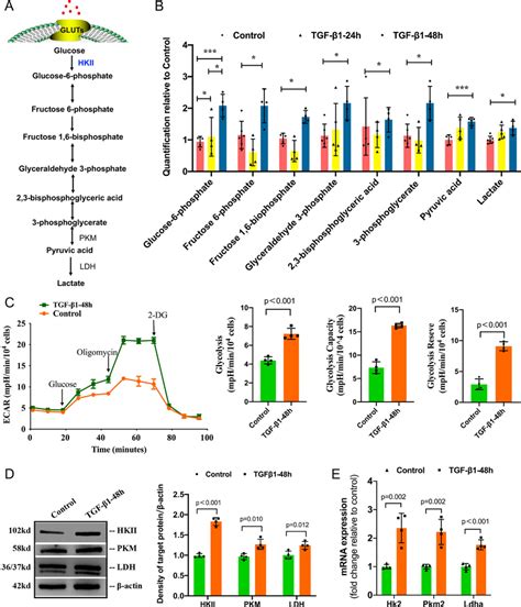 Glycolysis In Carbon Metabolism Was Prominently Enhanced During