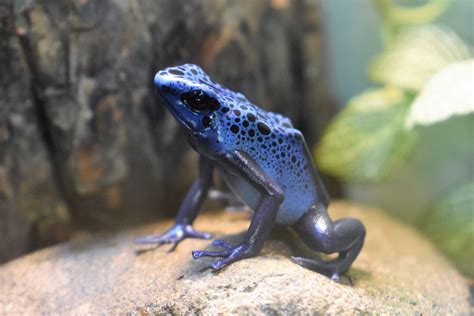 Blue Poison Dart Frog Potawatomi Zoo