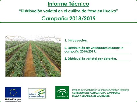 Distribuci N Varietal En El Cultivo De Fresa En Huelva Campa A