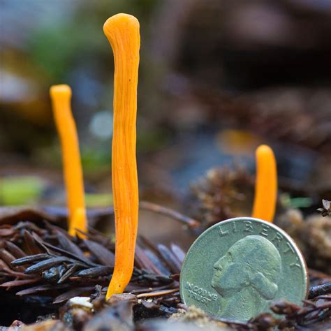 Handsome Club LEAP Fungi INaturalist