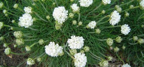 Армерия Альба (62 фото) - фото - картинки и рисунки: скачать бесплатно