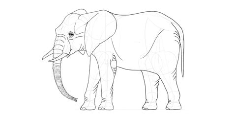 How to Draw an Elephant Step by Step