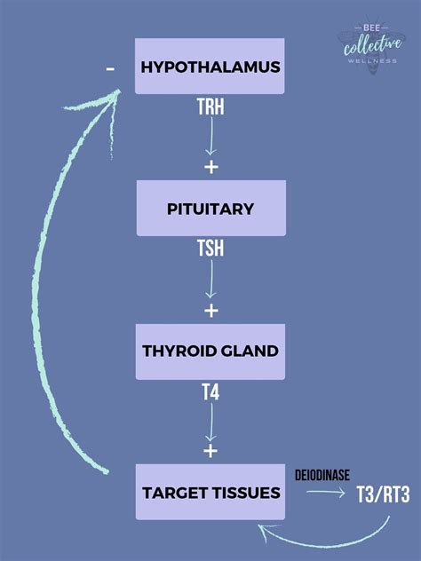 Negative Feedback Loop Thyroid