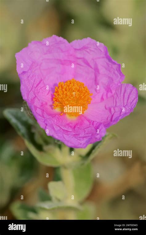 White Leaved Rock Rose Cistus Albidus Flower Provence Southern