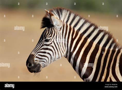 Zebra Nose Hi Res Stock Photography And Images Alamy